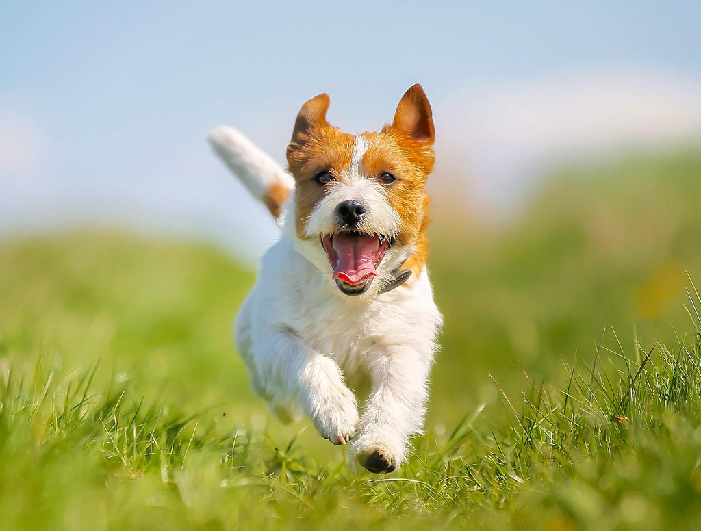 GROOMER ESSENTIALS Senior Support - Medium