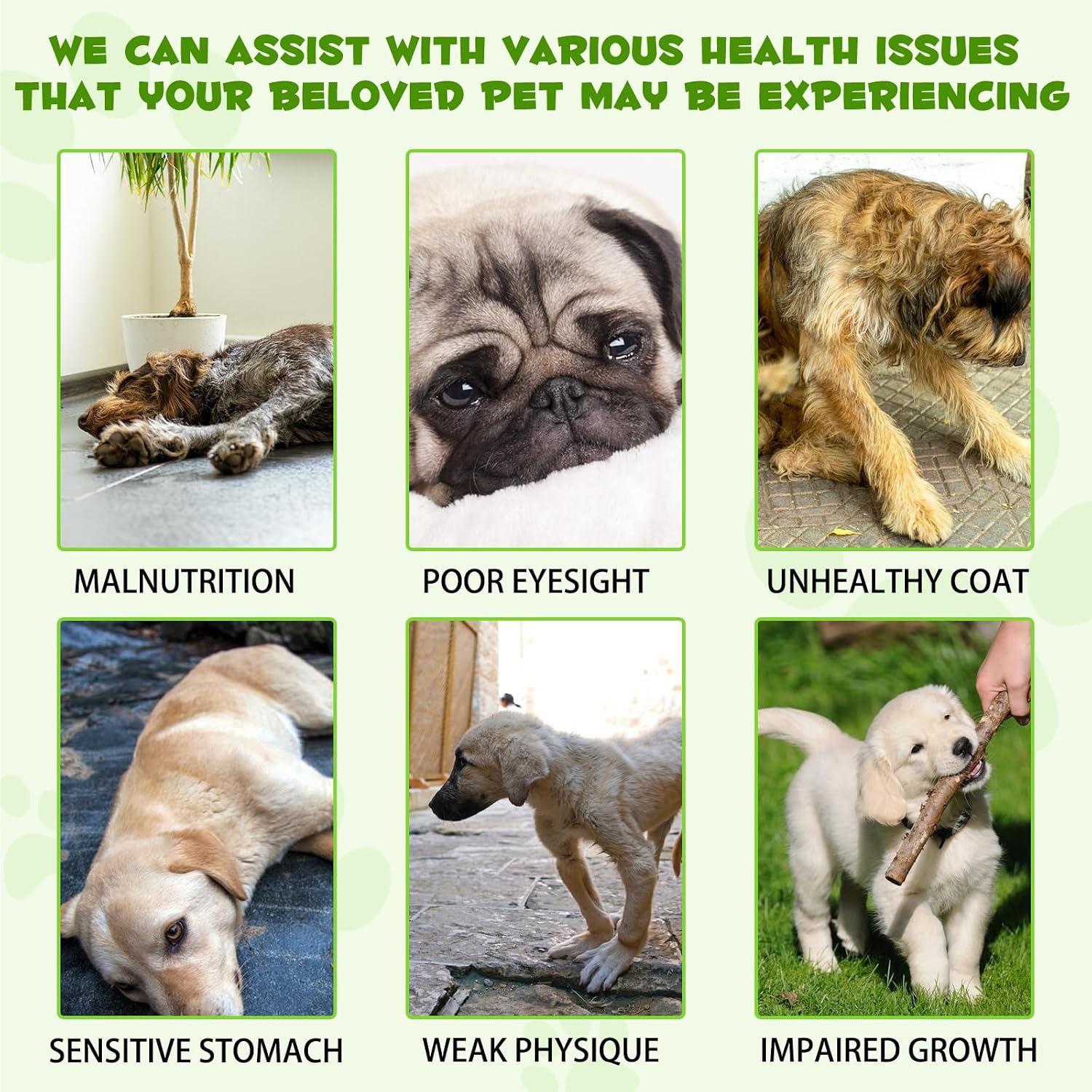 Probióticos Líquidos para Perros 3 en 1 con Enzimas Digestivas - Apoya la Salud Intestinal, Piel e Inmunidad