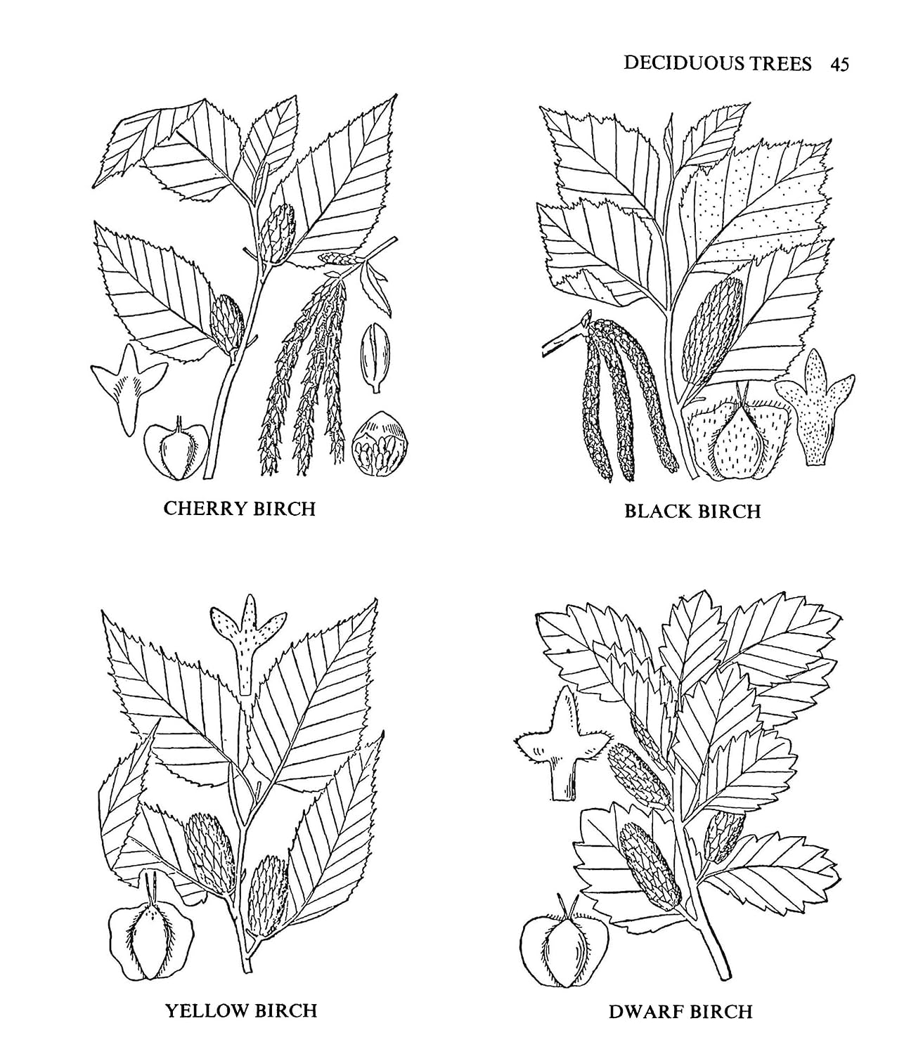 Usos Medicinales y Otros de las Plantas Norteamericanas: Un Estudio Histórico con Especial Referencia a las Tribus Indias Orientales