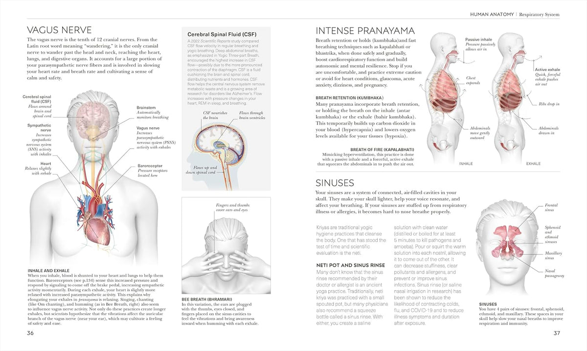 Science of Yoga: Understand the Anatomy and Physiology to Perfect Your Practice (The Science of Fitness) – Image 4
