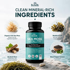 HerbaMe Musgo de Mar Orgánico con Bladderwrack, Bardana y Pimienta Negra - 150 Cápsulas Vegetales