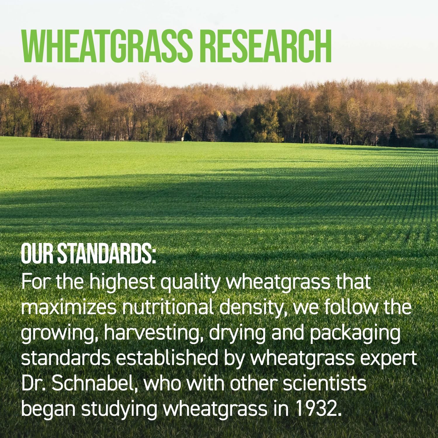 On Target Living Wheatgrass Tabletas Orgánico - 500 Comprimidos