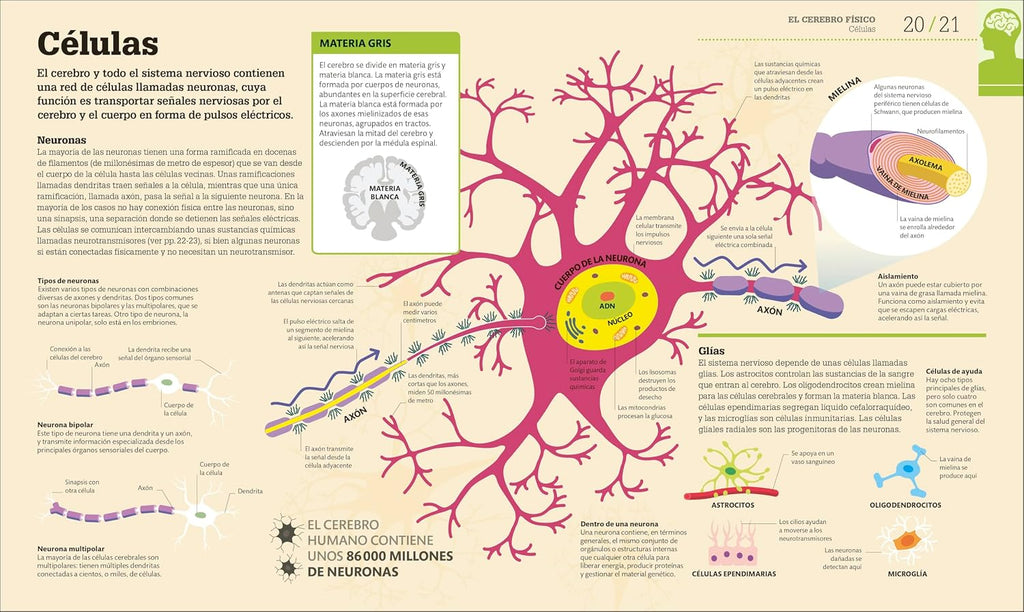 Cómo funciona el cerebro (How the Brain Works) (DK How Stuff Works)