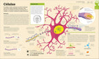Cómo funciona el cerebro (How the Brain Works) (DK How Stuff Works)