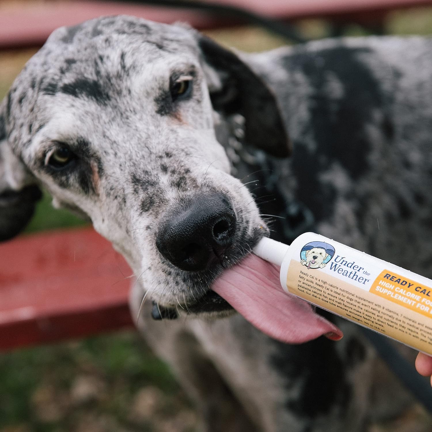 Under the Weather Ready Cal para Perros 100cc - Suplemento de Altas Calorías para Ganancia de Peso