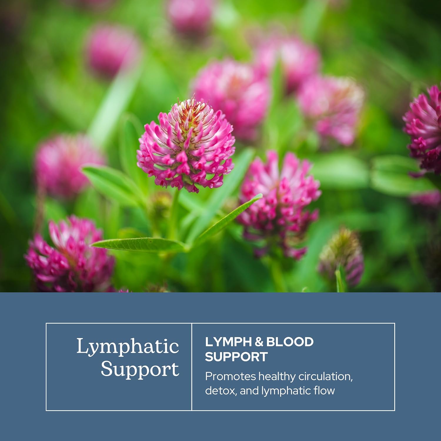 Eclectic Herb - Lymph & Blood Cleanse Cápsulas | Apoyo Linfático y Circulatorio | 45 cápsulas (285 mg)