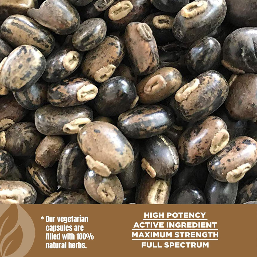 Herbsforever Mucuna Pruriens (Frijol Terciopelo) Extracto Extra Fuerte 15:1 - 60 Cápsulas Veganas