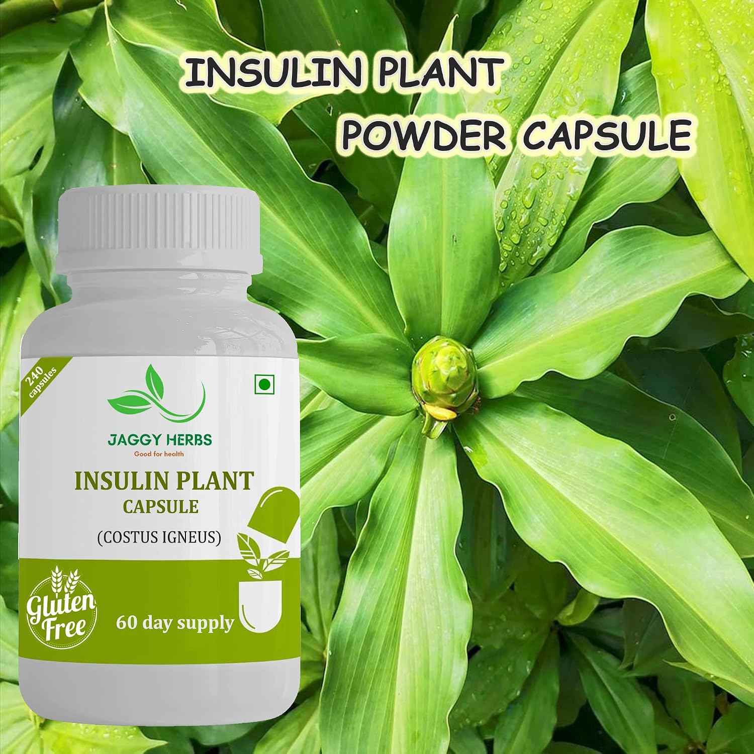 JAGGY Premium Cápsulas de Planta de Insulina (Costus Igneus) - 240 Cápsulas Veganas (Suministro para 60 Días)