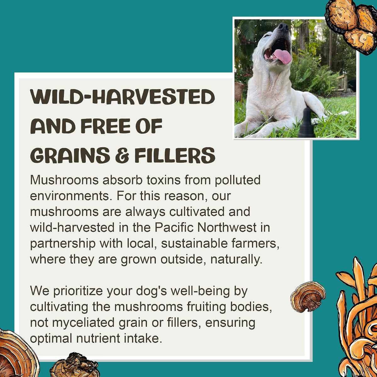 MycoDog Breathe - Gotas para Alergias – Extracto de Cordyceps (Cordyceps militaris) : Tradicionalmente empleado – Image 7