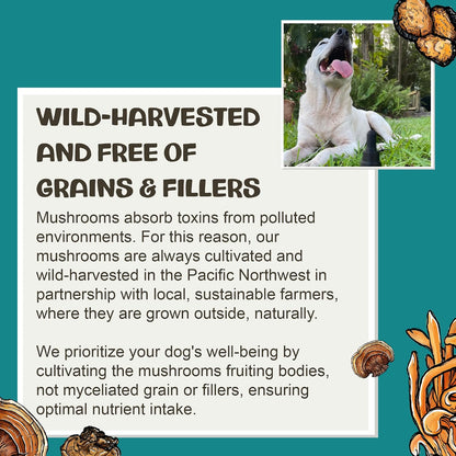 MycoDog Breathe - Gotas para Alergias – Extracto de Cordyceps (Cordyceps militaris) : Tradicionalmente empleado – Image 7