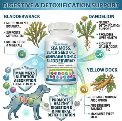Nutrition Strength Sea Moss para Perros - – Cúrcuma: Un potente antiinflamatorio natural que contribuye a la salud – Image 4