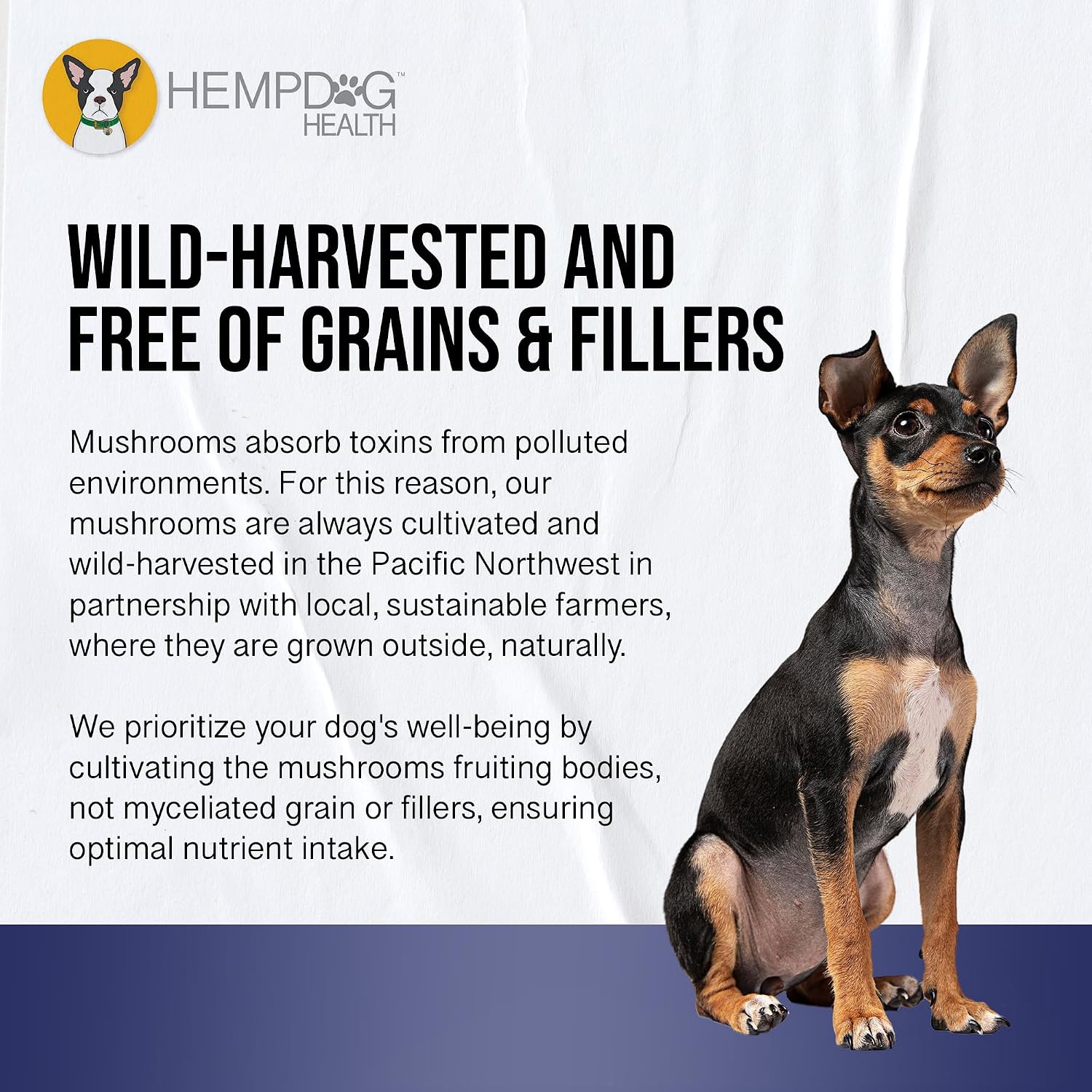 MycoDog Breathe - Gotas de apoyo respiratorio para perros - Confort respiratorio y salud de las vías respiratorias - Para Bulldogs Franceses, Pugs y razas de hocico plano - Mezcla natural de hongos y ashwagandha