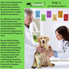 Complejo de Hongos para Perros y Gatos – 25%+ Beta-Glucanos – Mezcla de Extractos de Cuerpos Fructíferos (Cola de Pavo, Reishi, Maitake, Shiitake) – Apoyo Inmunitario y Digestivo – Sin Micelio, Sin Rellenos – 250 Servicios