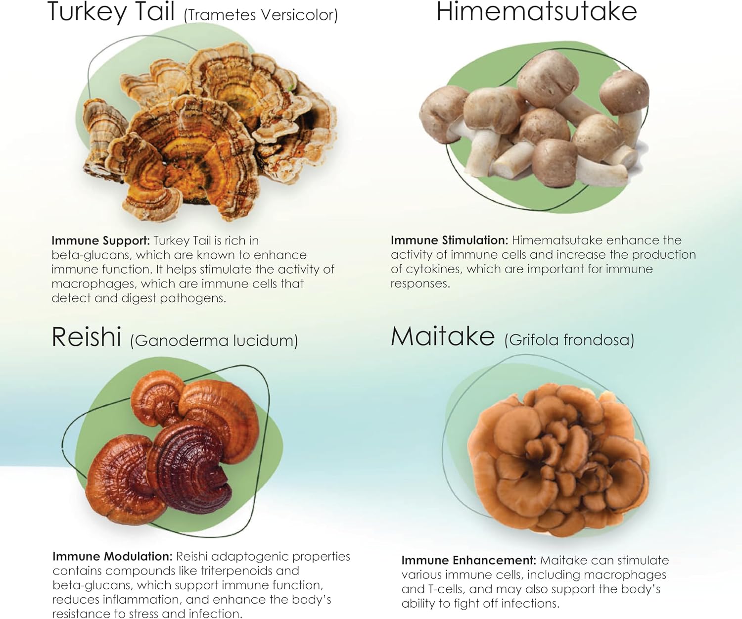 Mycogen Immune Support para Perros – Mezcla de Beta Glucano y Hongos Reishi, Shiitake y Maitake – 60 Chews Blandos Sabor Hígado