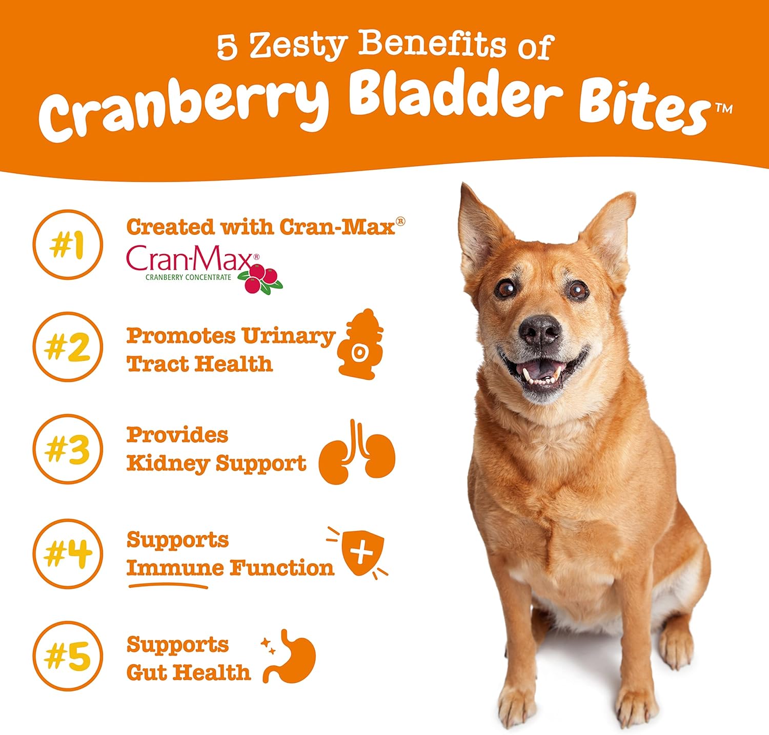 Zesty Paws Suplemento de Arándano para Perros - Arándano con D-Mannose, Vitamina B6 y L-Arginina - Sabor a Bacon - 90 unidades