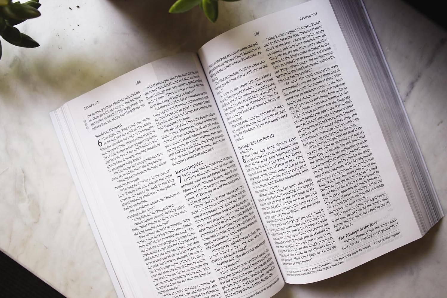 NVI, Biblia de estudio Celebrate Recovery (edición 35.º aniversario), rústica, letra grande