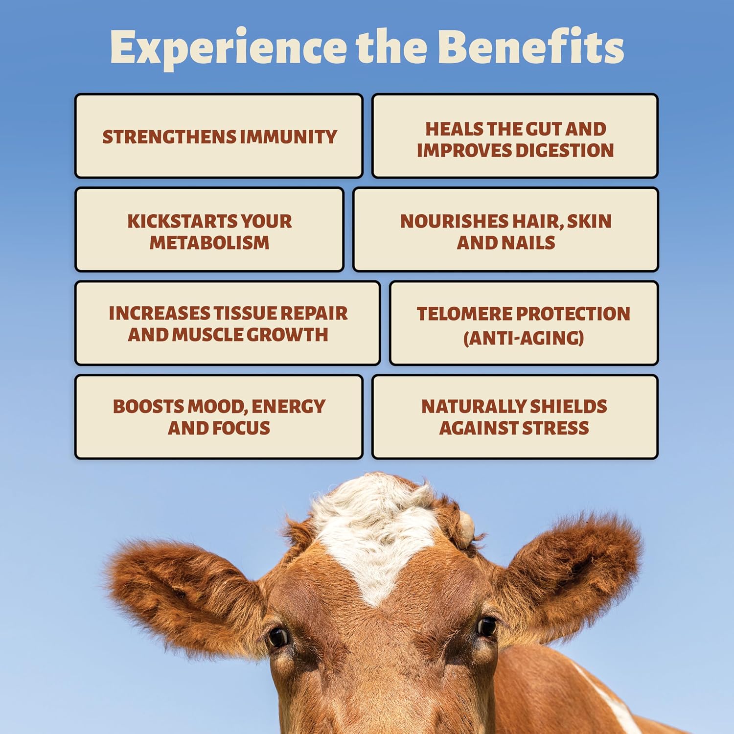 Holy Cow Health Cápsulas de Calostro Puro, Sin Diluir, Altamente Bioactivo - Origen Ético Nueva Zelanda - Apoya Salud Intestinal, Inmunidad y Bienestar