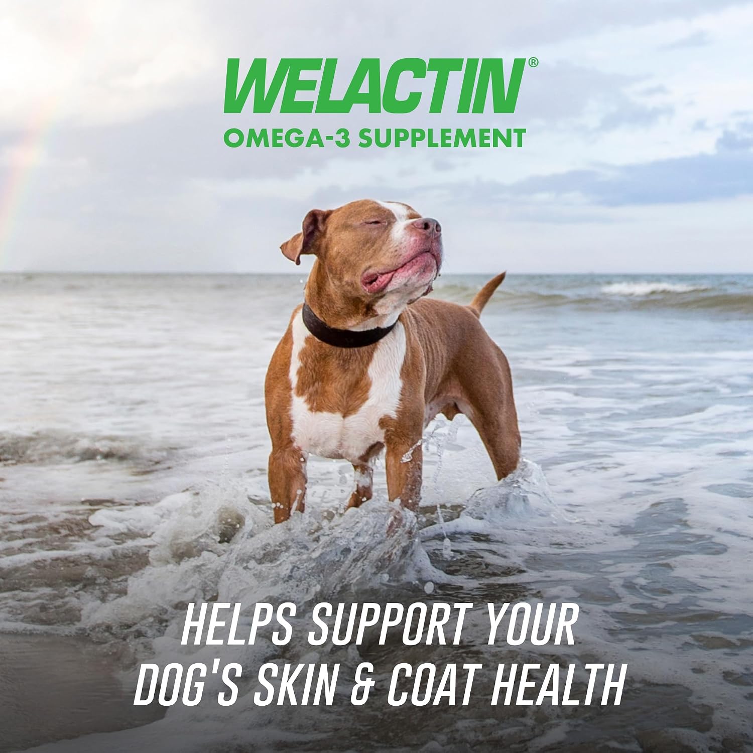 Nutramax Welactin Omega 3 para Perros - Suplemento de Aceite de Pescado con EPA y DHA - 60 Comprimidos Blandos