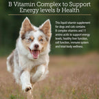 Rx Vitamins Amino B Plex Complejo B Líquido con Aminoácidos para Perros y Gatos - 118 ml