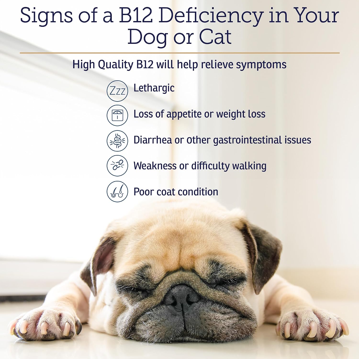 RX Vitamins B12 para Perros y Gatos - Suplemento Líquido para Apoyo Digestivo y Nervioso - 118 ml (4 oz)