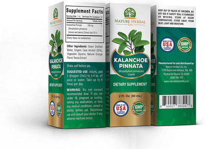 Kalanchoe Pinnata (Bryophyllum Pinnatum), Glicerito, Extracto Líquido de Hojas y Tallos Secos. Suplemento Herbal, – Image 4