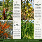 Wild Force GreenPro-C - Mezcla Premium de Superalimentos, Proteína Vegetal y Vitamina C