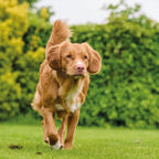 Beaphar Top 10 Vitaminas para Perros, 180 Comprimidos