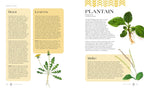 Raíces veneradas: enseñanzas ancestrales y sabiduría de las plantas silvestres, comestibles y medicinales