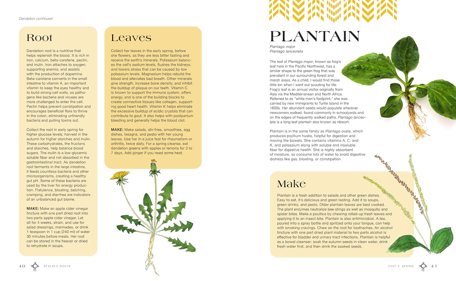 Raíces veneradas: enseñanzas ancestrales y sabiduría de las plantas silvestres, comestibles y medicinales