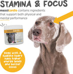 maxxicardio Heart Support para Perros Pequeños – Taurina, L-Carnitina, Espino, Ginkgo – Polvo 3.2 oz