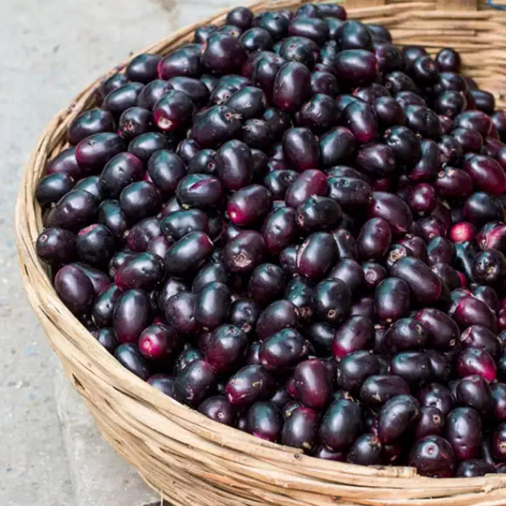 Earthborn Elements Semilla de Jamun 200 Cápsulas, Pura y Sin Diluir, Sin Aditivos