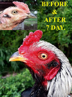 HULX Faster X3 New Formula - Complemento Vitamínico para Gallos y Aves (90 Cápsulas)