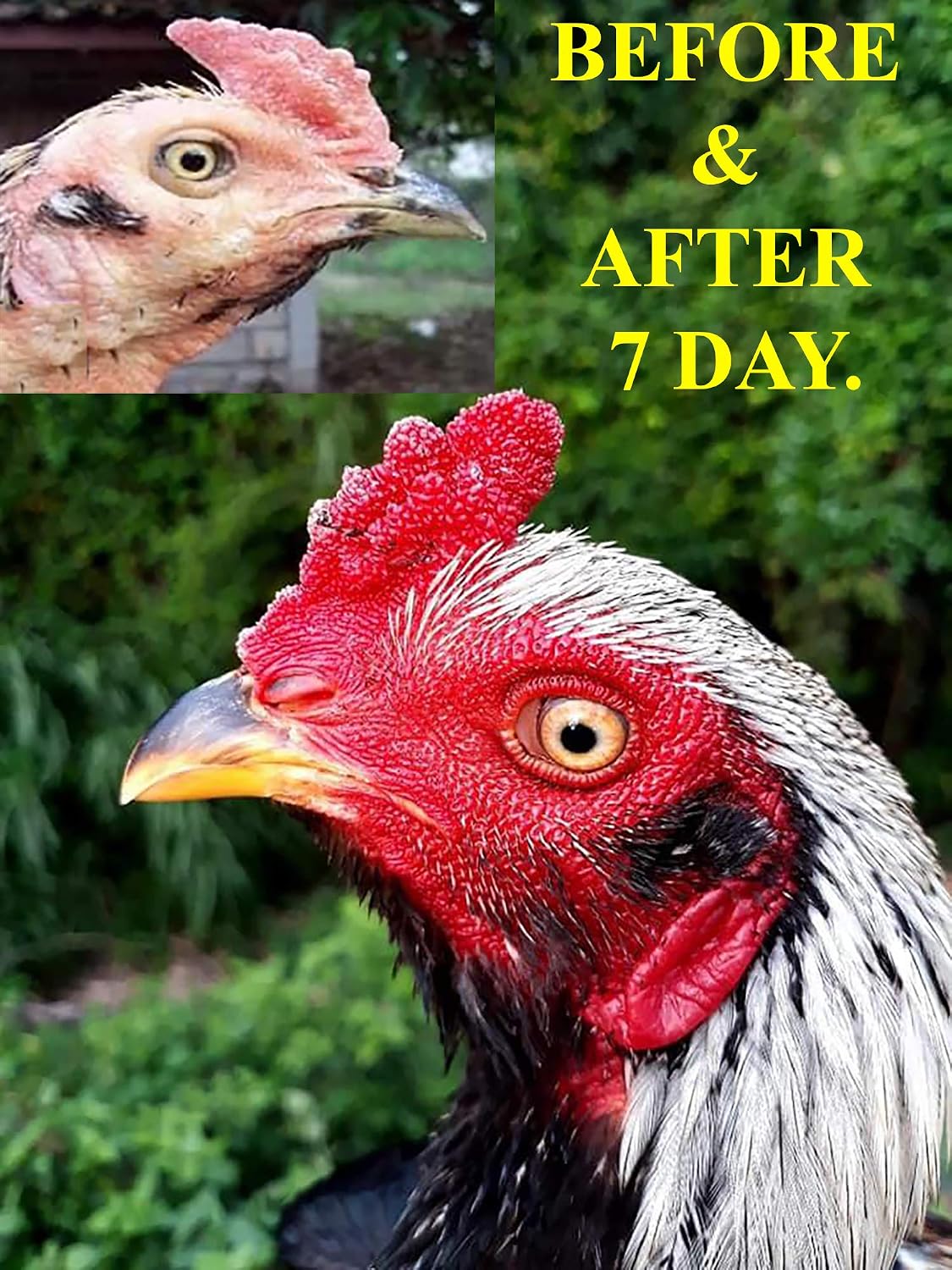 HULX Faster X3 New Formula - Complemento Vitamínico para Gallos y Aves (90 Cápsulas)