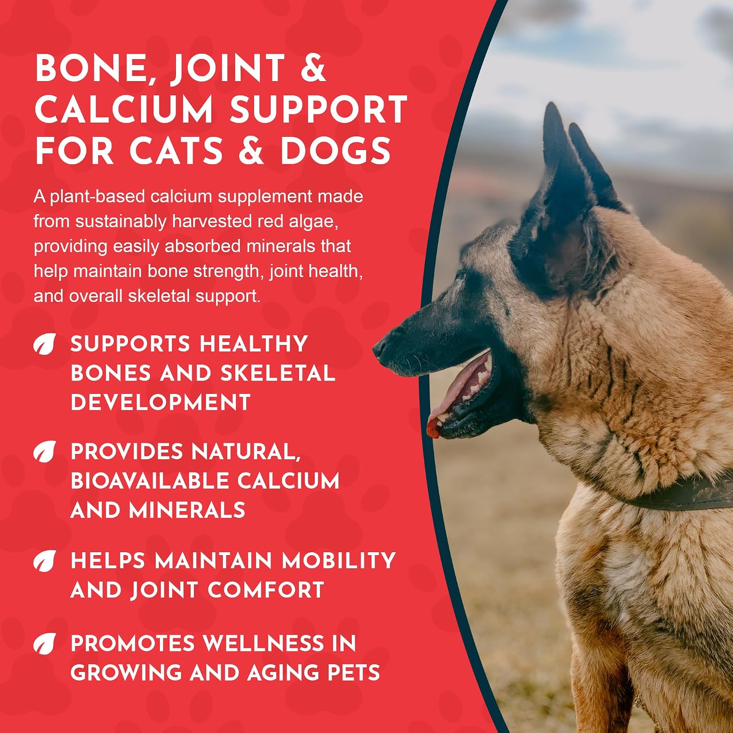 Animal Essentials Sea-Cal - Polvo de Calcio de Algas Marinas Puras para Perros y Gatos - 340 g