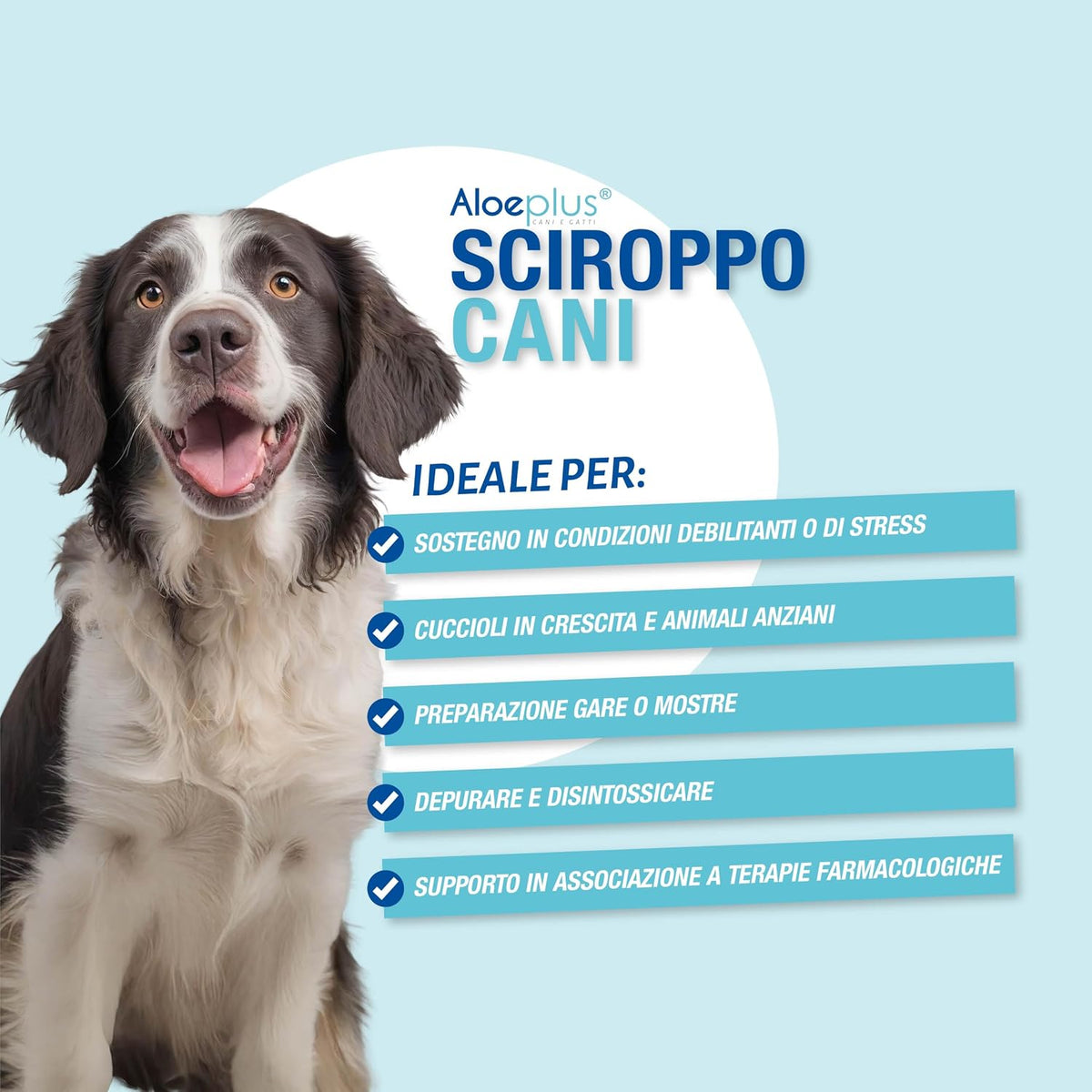 Aloeplus Jarabe para Perros 250ml - – Zanahoria Orgánica: Rica en vitaminas y minerales, especialmente – Image 3
