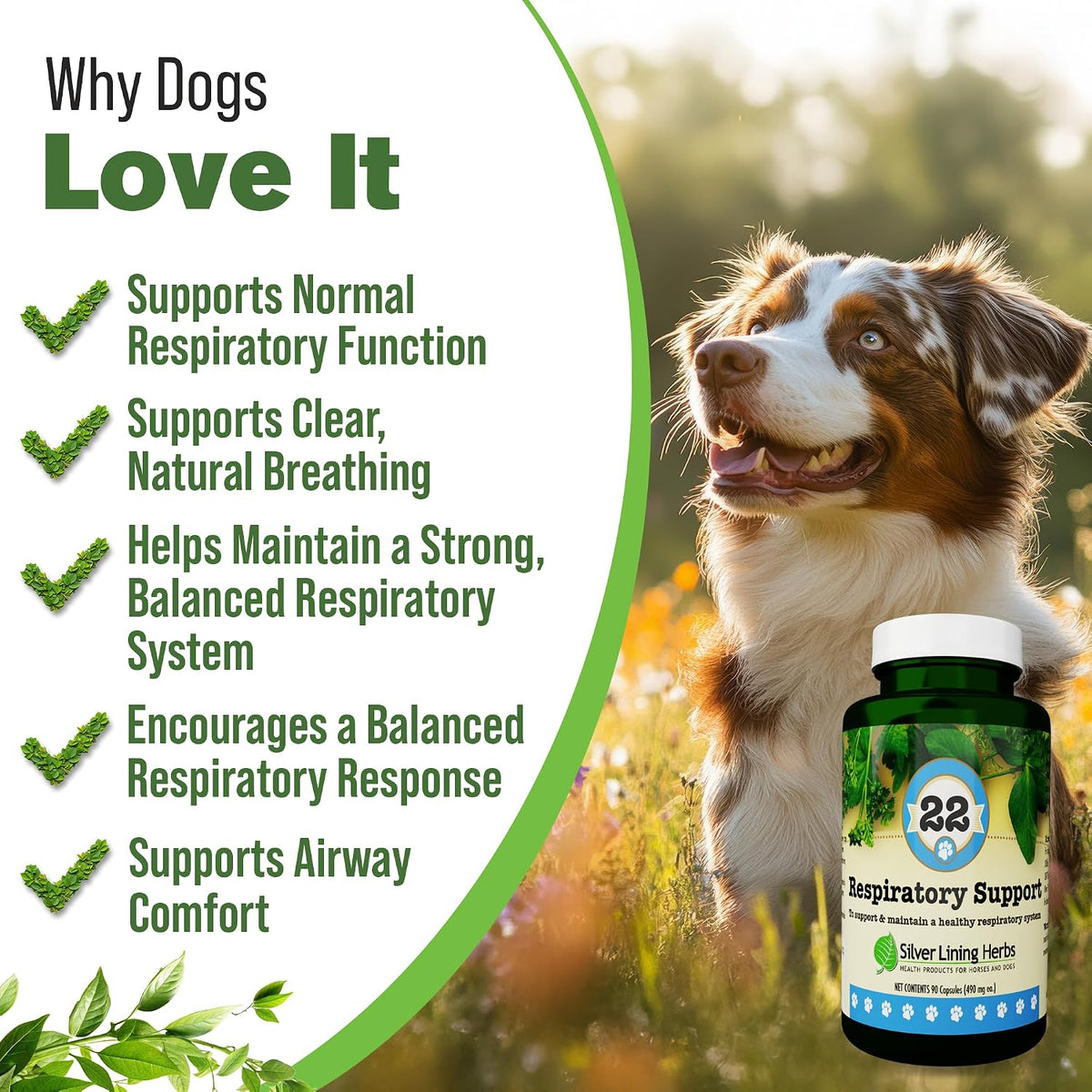 Apoyo Respiratorio para Perros - Mezcla – Raíz de jengibre: Conocida por sus propiedades calmantes y de apoyo al – Image 2
