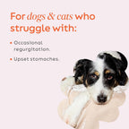 Super Snouts Pumpkin Latte - Suplemento Digestivo para Perros y Gatos, 142g