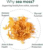 ROOT LABS Sea Moss Gummies con 92+ Minerales, Aceite de Semilla Negra y Ashwagandha KSM 66 | 1600 mg | 120 Gomitas