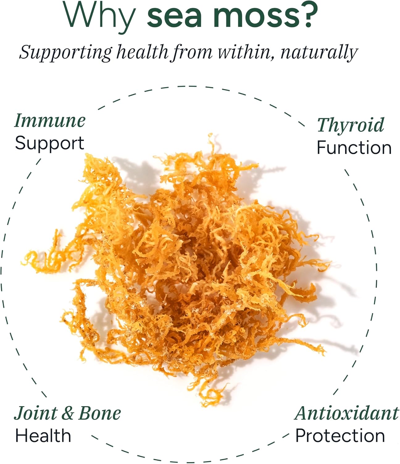 ROOT LABS Sea Moss Gummies con 92+ Minerales, Aceite de Semilla Negra y Ashwagandha KSM 66 | 1600 mg | 120 Gomitas