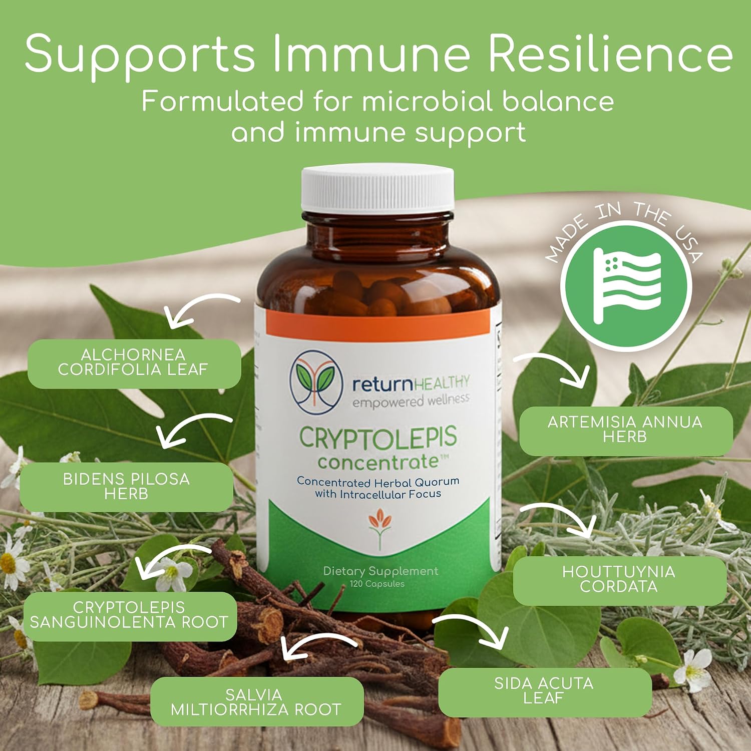 Return Healthy Cryptolepis Concentrate - 120 Cápsulas