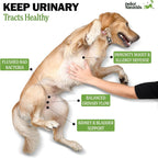 Deley Naturals Complemento Urinario para Perros - Snacks de Cranberry - Apoyo a la Vejiga y Salud Renal - 120 Snacks Sabor Pollo