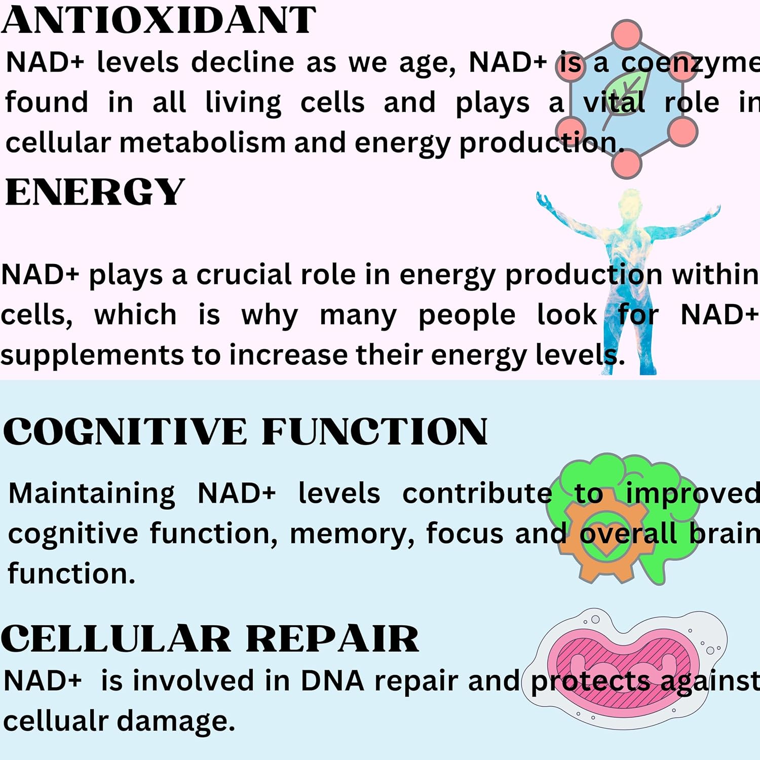 Nikoni Liposomal NAD+ 2000 mg con TMG y Pterostilbeno - 240 Cápsulas Blandas