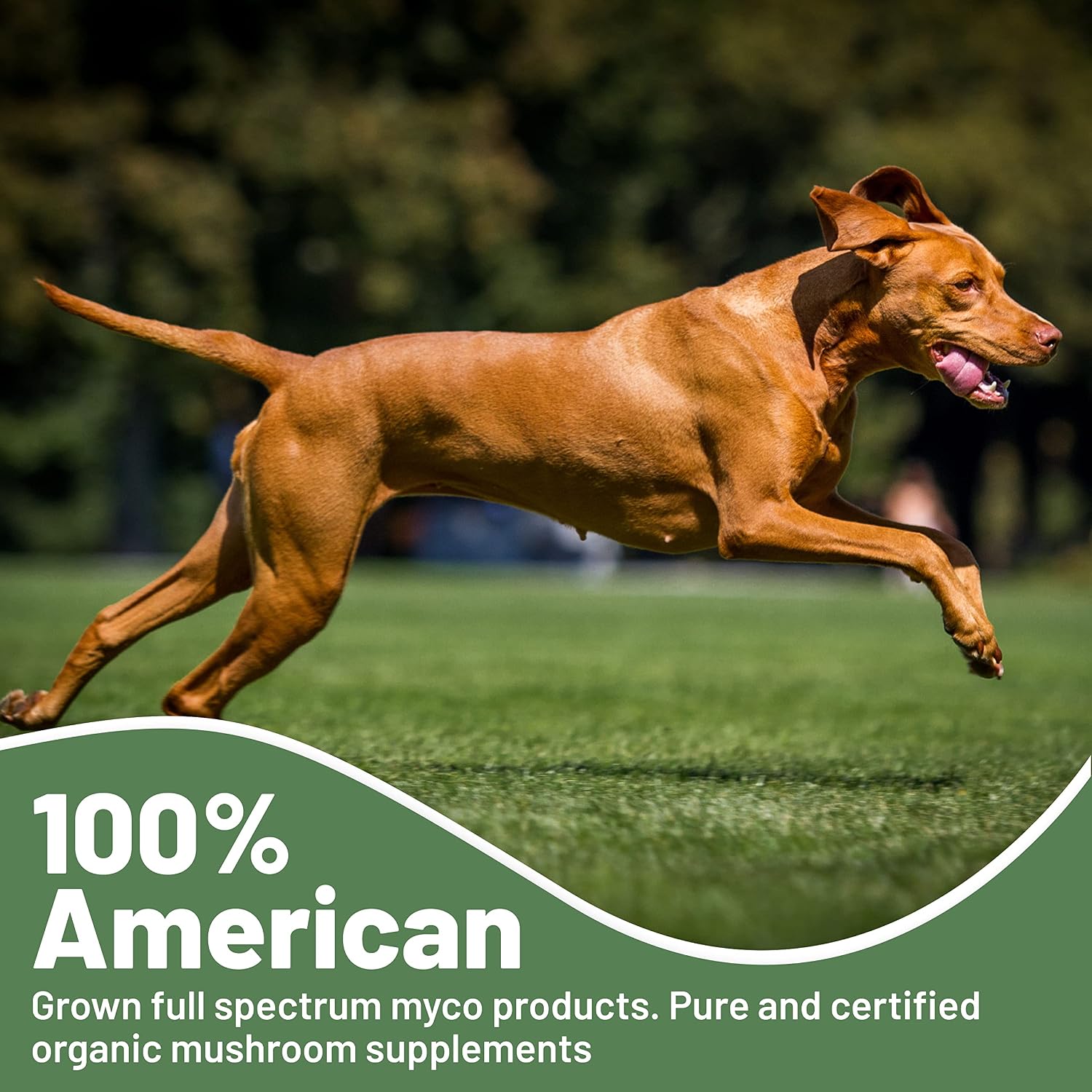 Aloha Medicinals K9 Immunity, 90 Cápsulas - Suplemento Inmunitario para Perros