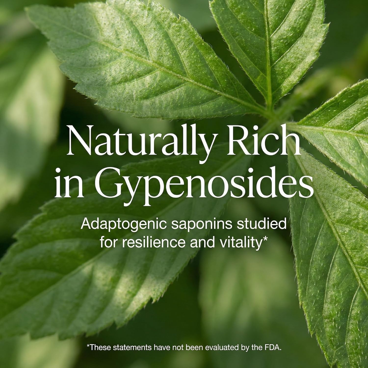 Addictive Wellness Gynostemma Leaf Extract Powder - Extracto Puro de Jiaogulan, Adaptógeno para Energía, 1 Sobre