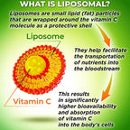 Vitamina C Liposomal 1100 mg con Acerola Orgánica – 120 Cápsulas Líquidas de Gel