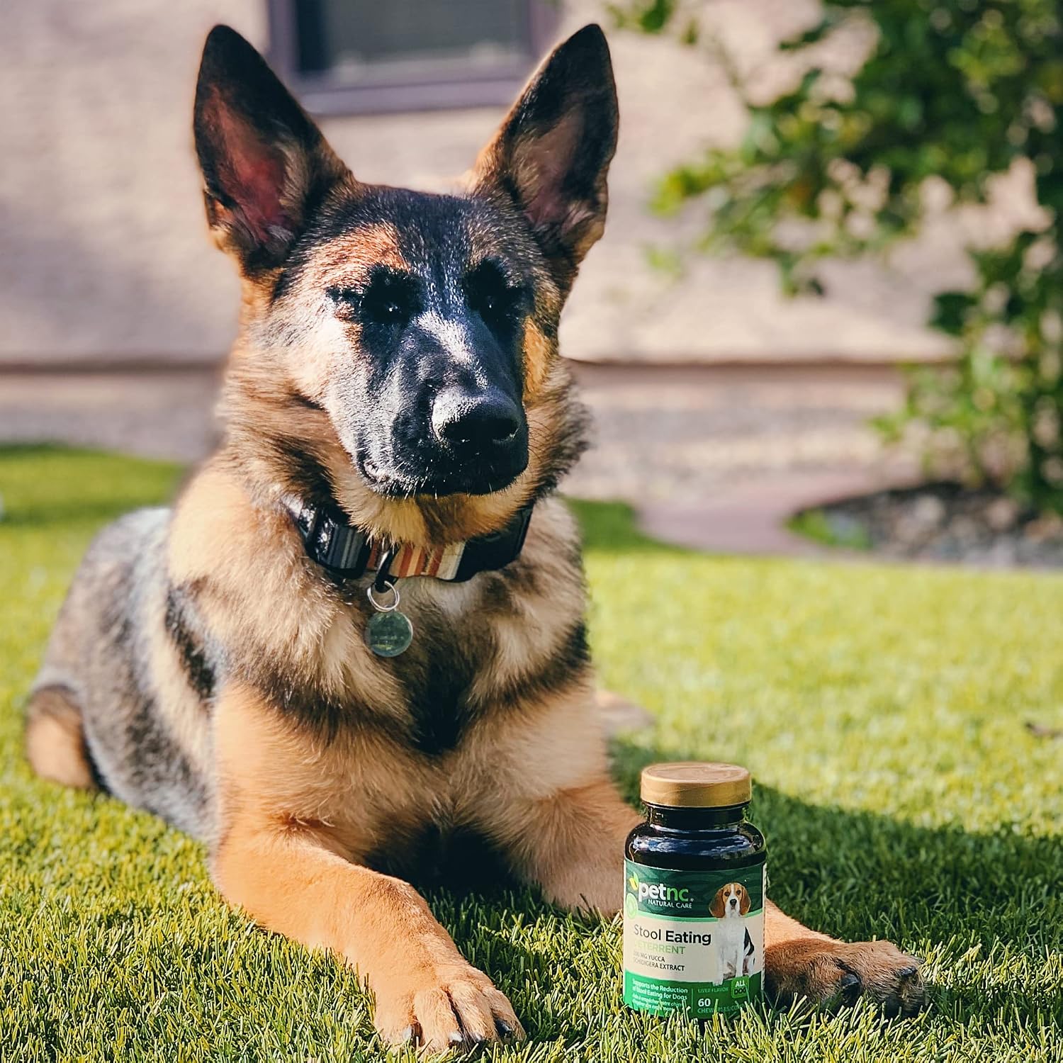PetNC Natural Care Coprophagia Stool Eating Deterrent Chews for Dogs, 60 Count