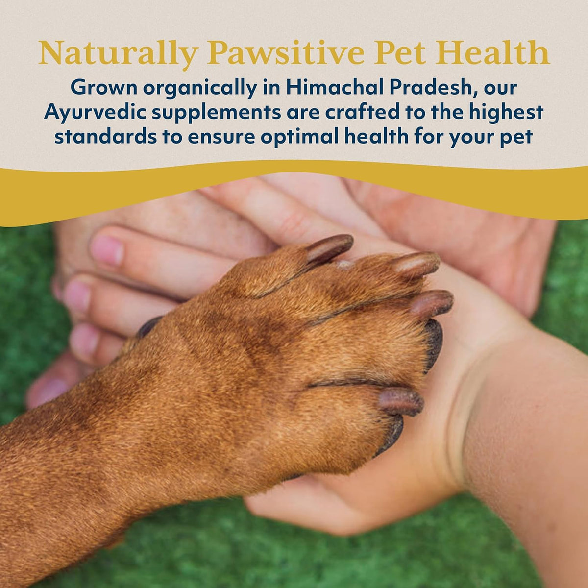 Ayush Pet Ashwagandha Cápsulas para Perros y – Perros grandes (más de 25 kg): 2 cápsulas al día. – Image 7