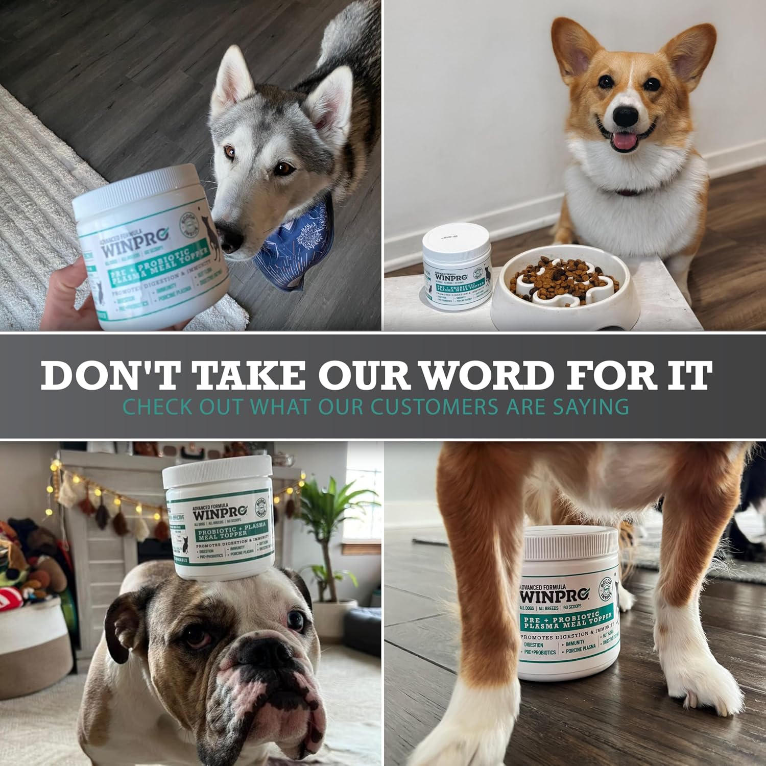WINPRO Probiótico en Polvo para Perros - Complemento con Plasma, Prebióticos y Probióticos, 60 Dosis