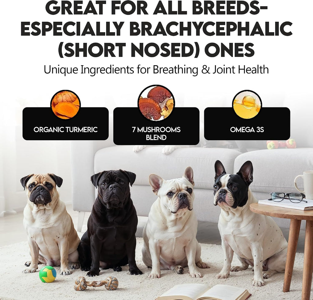 Frenchies vs Mushrooms - Turkey Tail Mushroom for Dogs, Omega-3 & Turmeric | Immune support Mushroom Supplement For Dogs. Helps with digestion, allergies, longevity, lumps & bumps. Frenchie optimized.