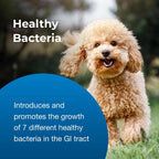 PetAg Bene-Bac Plus Gel probiótico para perros y gatos - 15 g